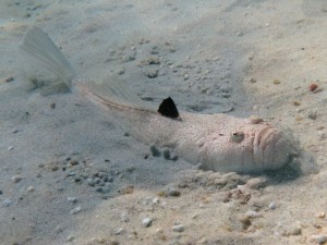 Pesci pericolosi nel Mediterraneo-Pesce prete-Uranoscopus scaber