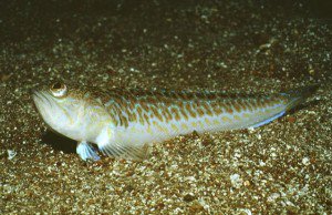 Pesci pericolosi nel Mediterraneo-Tracina- Trachinidae