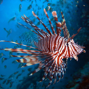 Pesci pericolosi nel Mediterraneo - Pesce scorpione - Pterois volitans